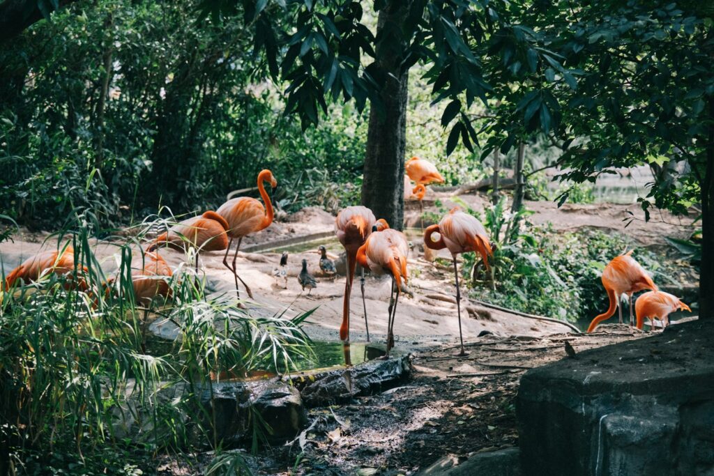 a group of flamingos standing around in a zoo