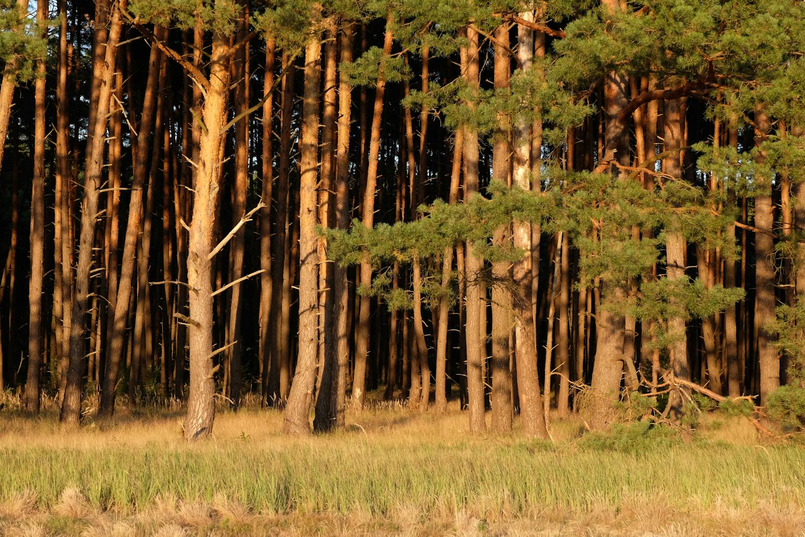 Captivating pine forest landscape in warm sunlight, showcasing nature's serene beauty.