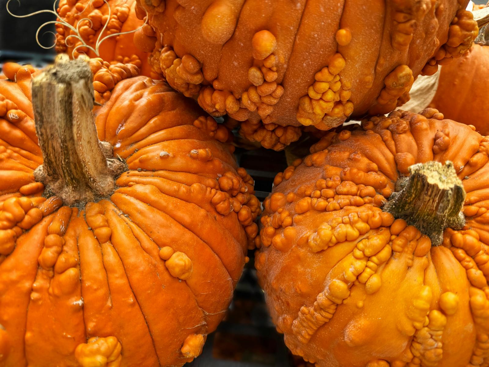 Knucklehead Pumpkins