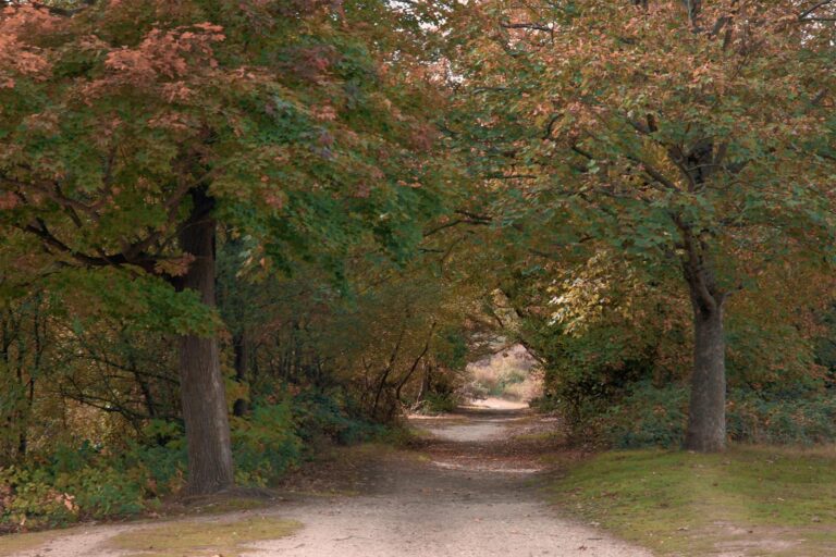 The Heights: Houston’s Hidden Walkable Heartbeat