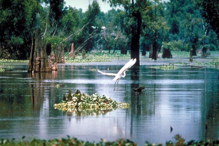 Houston Citation Mix-Up Raises Questions About Bayou Land Maintenance