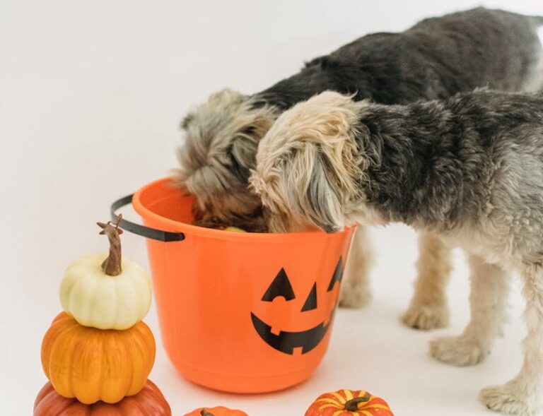 When pups meet pumpkins: Houston’s Barktoberfest returns to blend fun with-purpose
