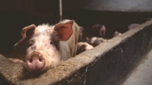 Close-up of a curious pig in a barn, highlighting farm life.