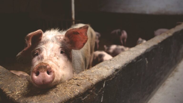 Waitrose Commits to 100% Free-Range British Pork by 2027, Drawing Praise Across Farming Sector