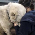 Heartbreaking Moment As Woman Holds Neglected Dog Who Breaks Down In Tears