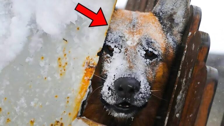 Couple Finds Abandoned Dog On Frosty Highway. They Adopt It – But Regret It Soon After