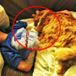 Little boy heard his cat meowing before quickly uncovering the dark reality!