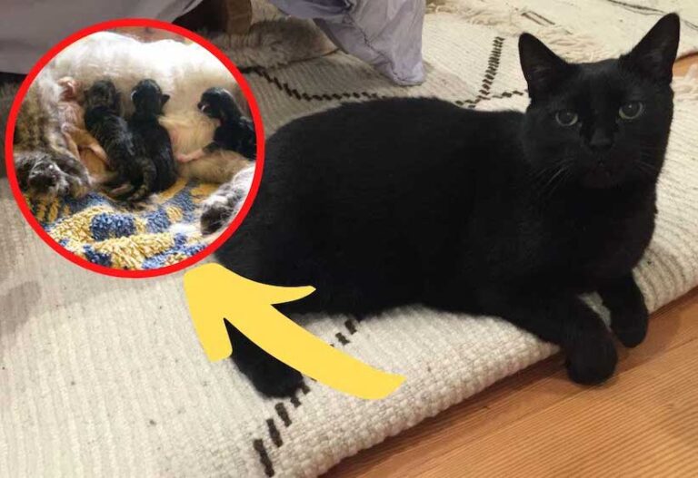 Woman saved pregnant cat from a shelter, ‘She was baffled when she saw what she gave birth to’!