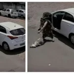 Woman Leaves Disabled Dog Without Front Legs on the Roadside and Drives Away Quickly