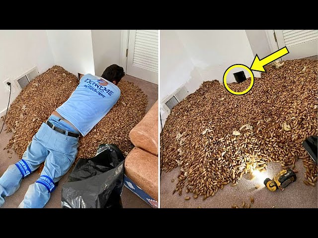 Dog Kept On Growling At The Wall Until Dad Notices The Smell And Tears It Down