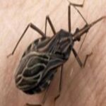 If You Notice This Bug in Your Home, Call Expert Services Immediately! Do Not Try to Handle It on Your Own! Consider How Dangerous It Can Be