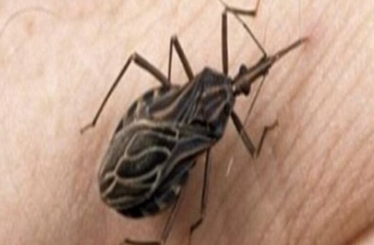 If You Notice This Bug in Your Home, Call Expert Services Immediately! Do Not Try to Handle It on Your Own! Consider How Dangerous It Can Be