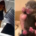 After abandoning newborn puppies in a dumpster, a woman receives a one‑year jail sentence