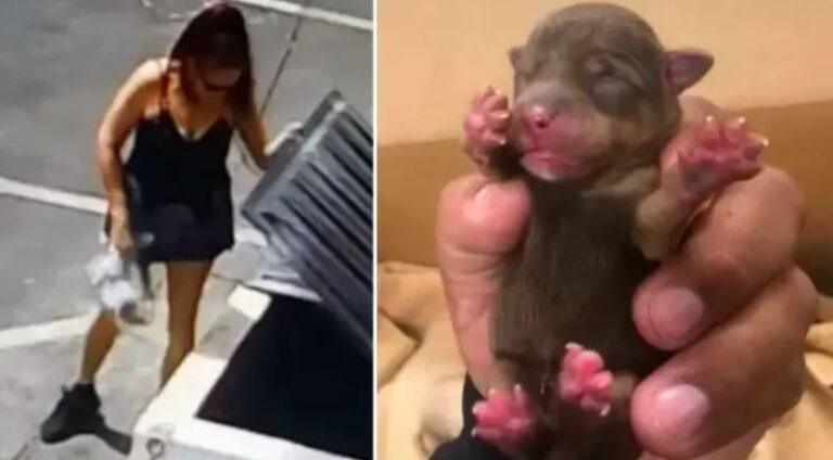 After abandoning newborn puppies in a dumpster, a woman receives a one‑year jail sentence