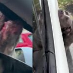 Pit Bull Who Saved Little Boy And Bit Mom Who Threw Him In River Learns His Fate