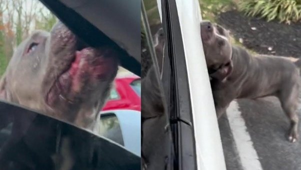 Pit Bull Who Saved Little Boy And Bit Mom Who Threw Him In River Learns His Fate