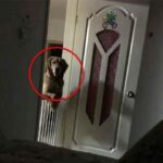 A Man Noticed That His Dog Watched Him Sleep Each Night Then He Realized The Heartbreaking Truth