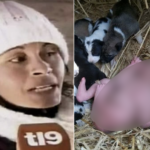 A stray dog rescued an abandoned infant from a trash pile; a woman’s later discovery revealed the full story