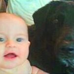 Her Dog Wouldn’t Stop Growling at the Babysitter — What the Hidden Camera Captured Left Mom Shaken