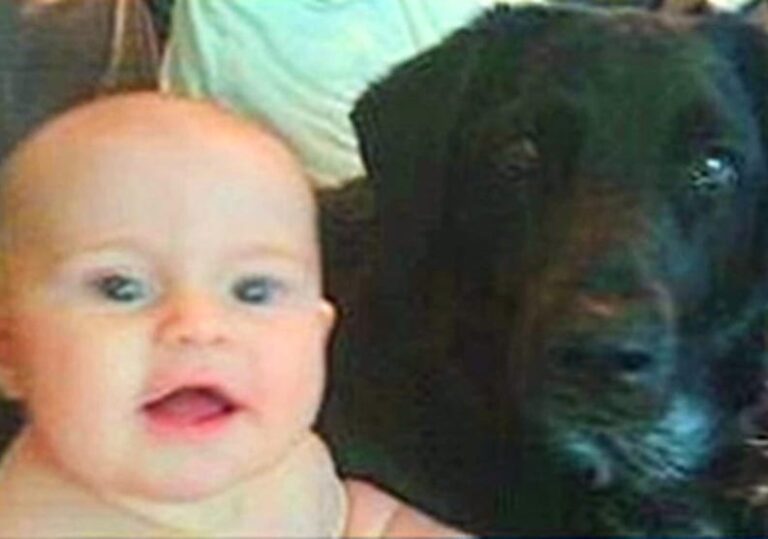 Her Dog Wouldn’t Stop Growling at the Babysitter — What the Hidden Camera Captured Left Mom Shaken