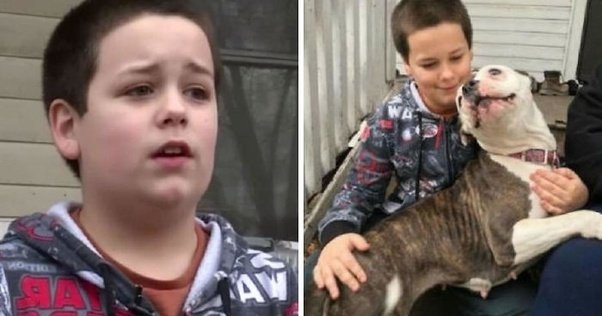 Police Arrive After a Break‑In and Are Shocked by What the Family’s Pit Bull Did