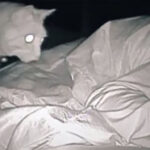 She Couldn’t Explain Her Fatigue… Until a Hidden Camera Revealed Her Cat’s Midnight Shenanigans