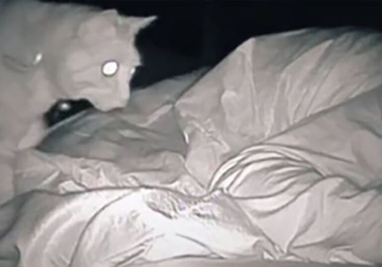 She Couldn’t Explain Her Fatigue… Until a Hidden Camera Revealed Her Cat’s Midnight Shenanigans
