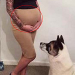 Pregnant Mom Notices Her Dog Acting Unusually Toward Her Belly — The Doctor’s Explanation Leaves Everyone Stunned